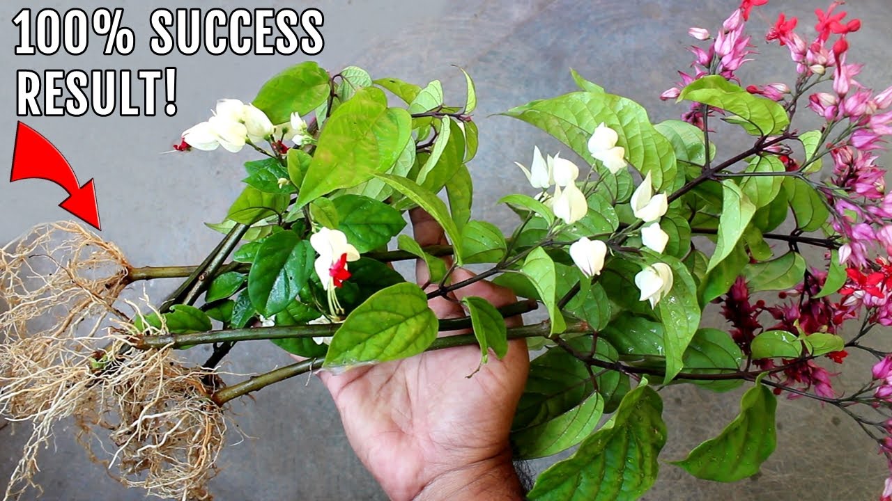 EASIEST Way To GROW Bleeding Heart From Cuttings