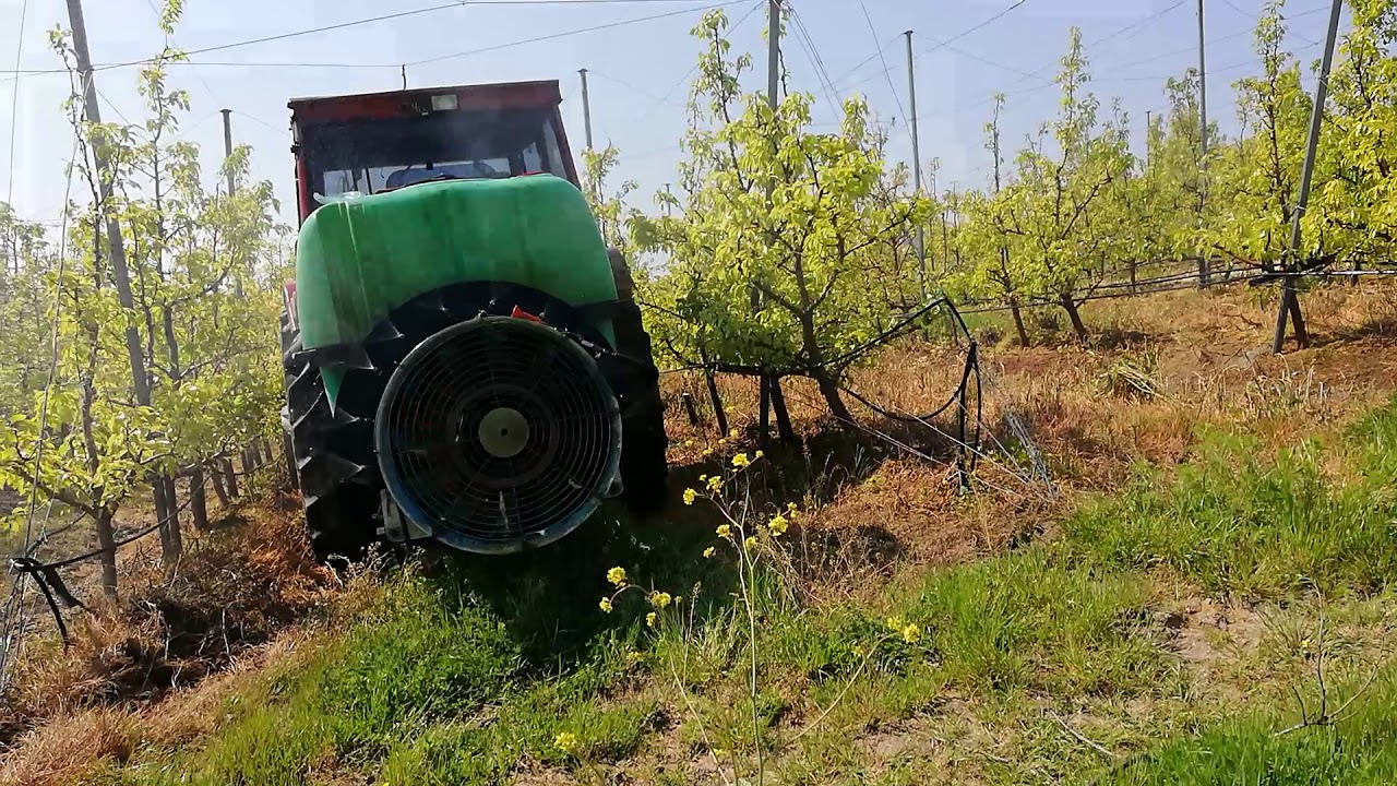 Armut Ağaçlarında Gübreleme.
