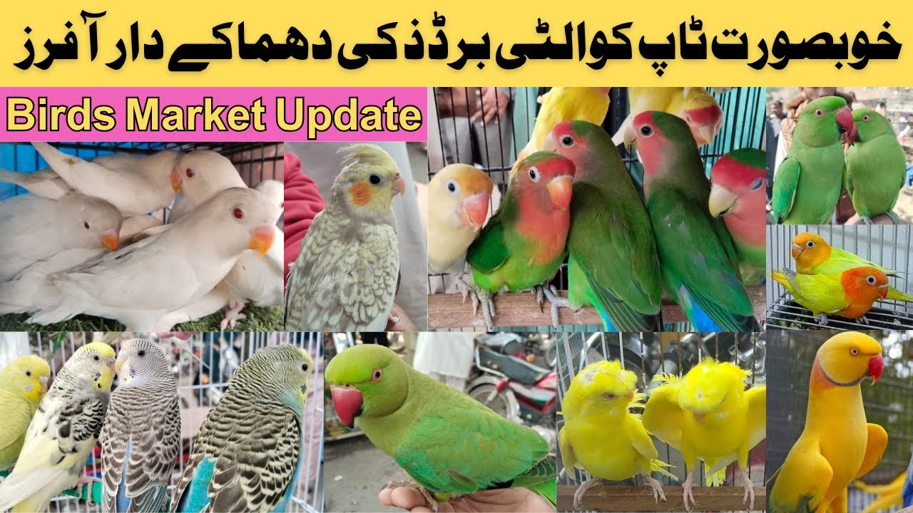 Birds Market Update 2025 | Sunday Birds Market | Ringneck, Java, Cockatiel Prices