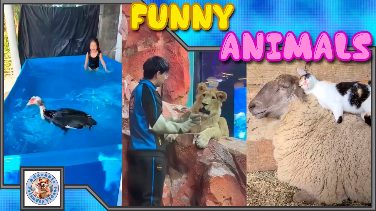 Compilation of funny animals! #120 Choose what you liked most and leave a comment! Subscribe!