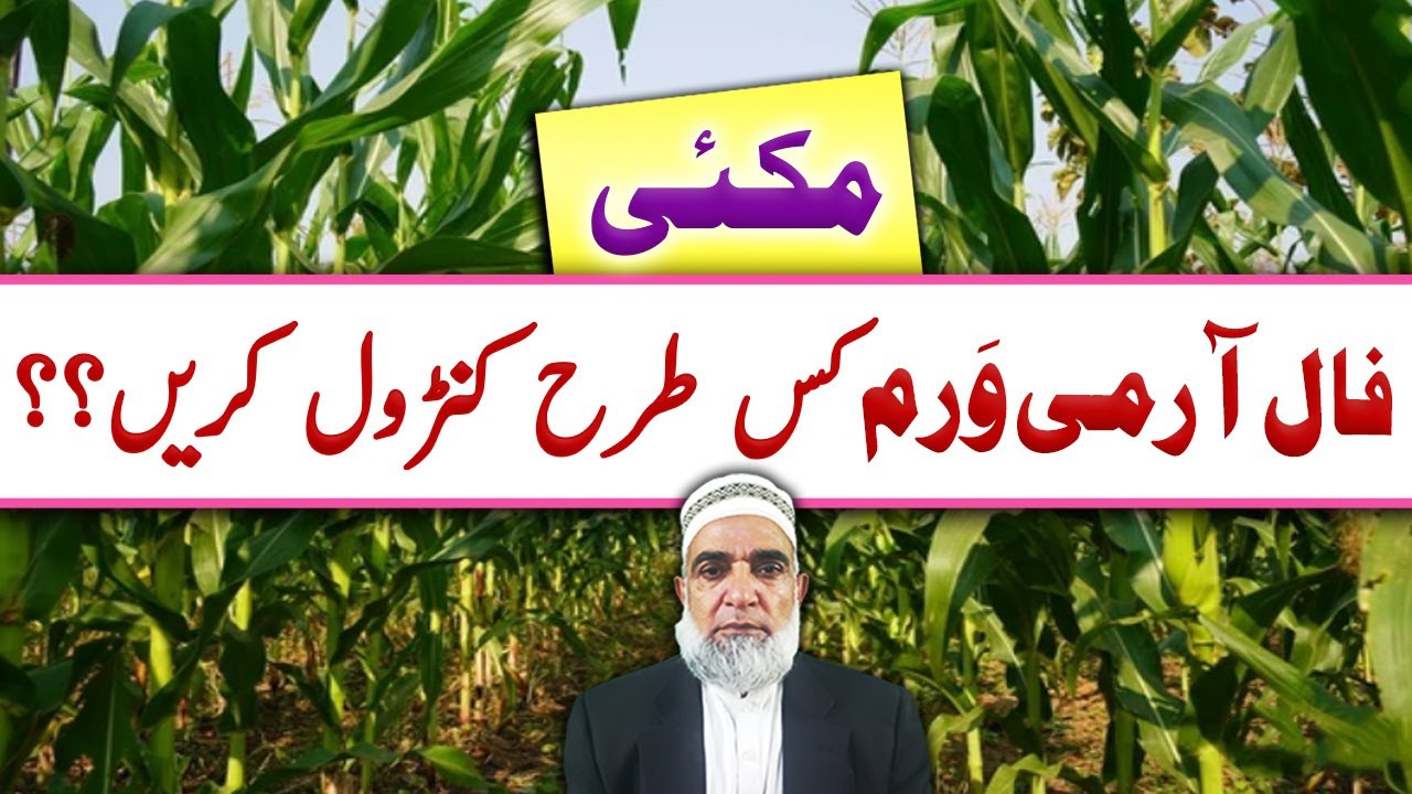 How to control Fall Army Worm in Maize || Crop Reformer