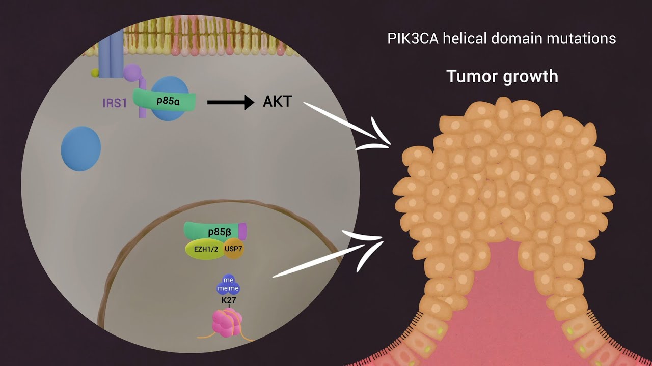 Nuclear translocation of p85&beta; promotes tumorigenesis of PIK3CA helical domain mutant cancer
