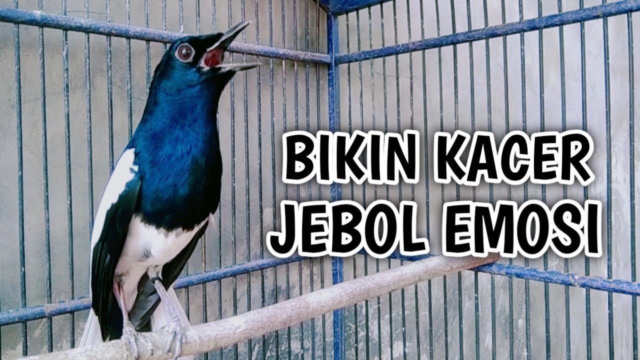 BIKIN KACER JEBOL EMOSI AUTO NYAUT GACOR ON !! PANCINGAN KACER GACOR PASTI NYAUT AMPUH.