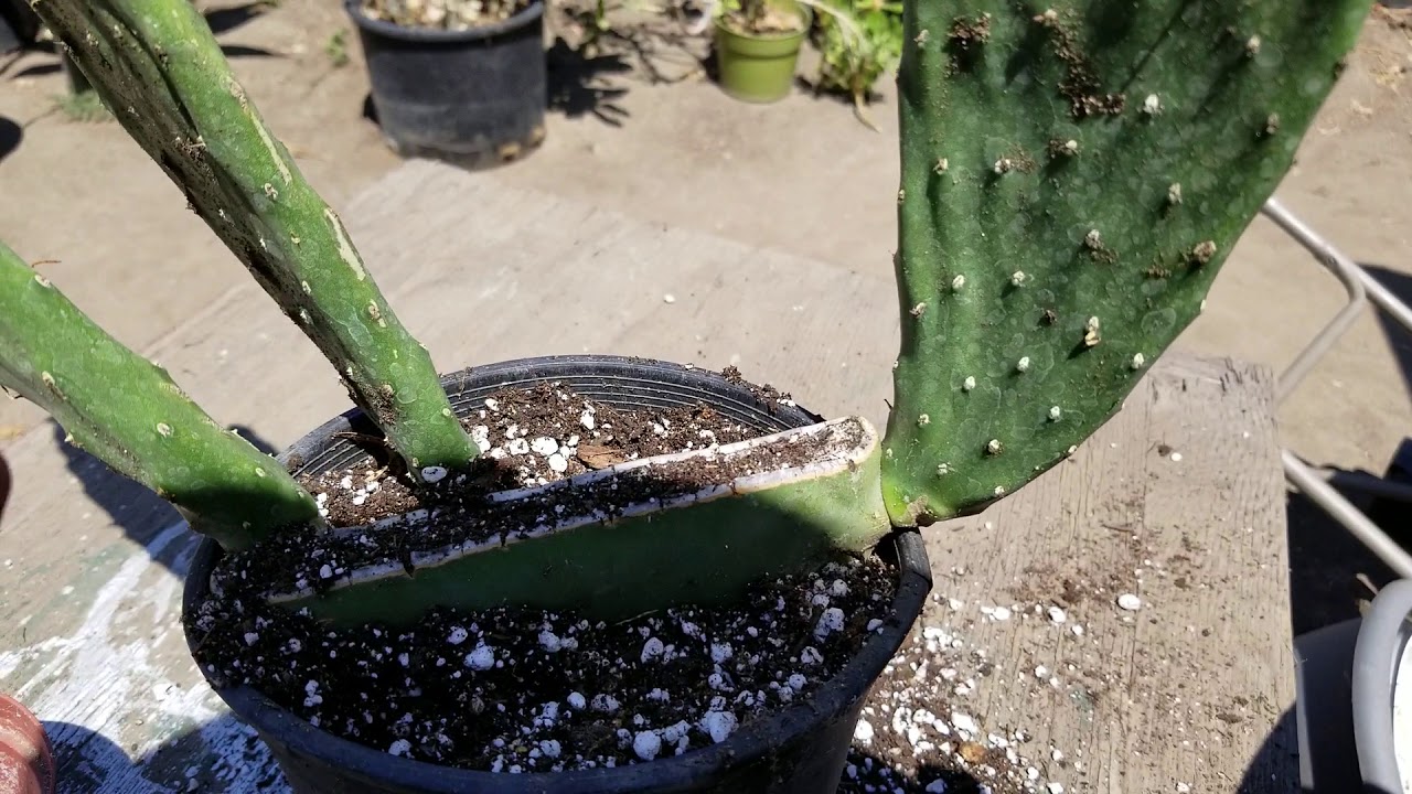 Reproduccion y transplante de nopales.
