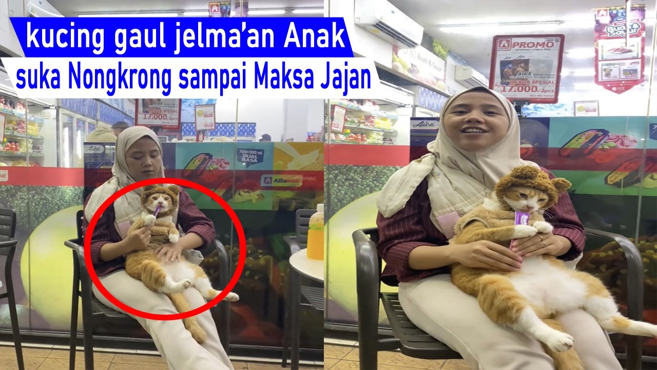 Dasar kucing Manja! ga mau di tinggal pergi, sampai maksa minta gendong ikut Jajan/kompilasi Lucu