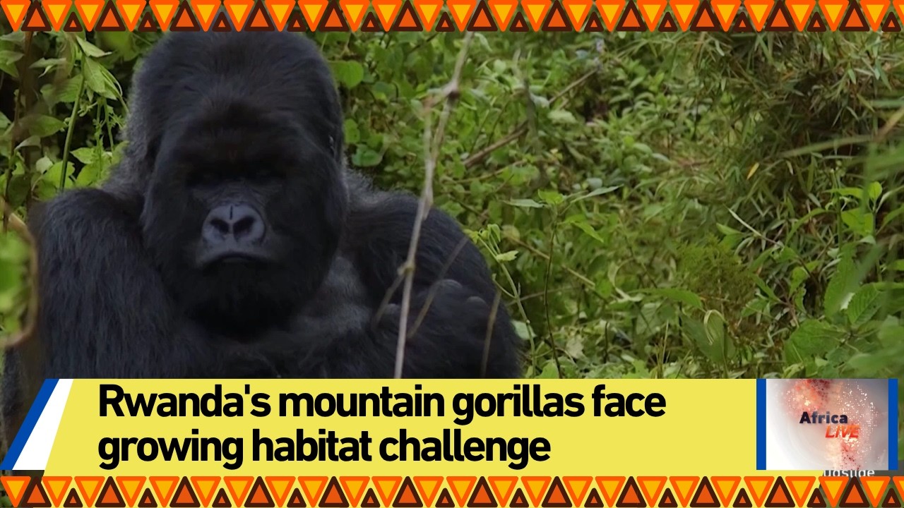 Rwanda's mountain gorillas face growing habitat challenge