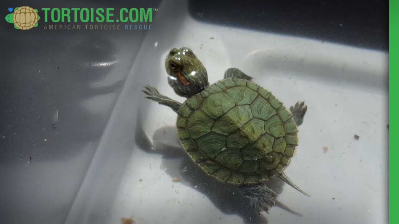 Turtle Day 2021 | American Tortoise Rescue