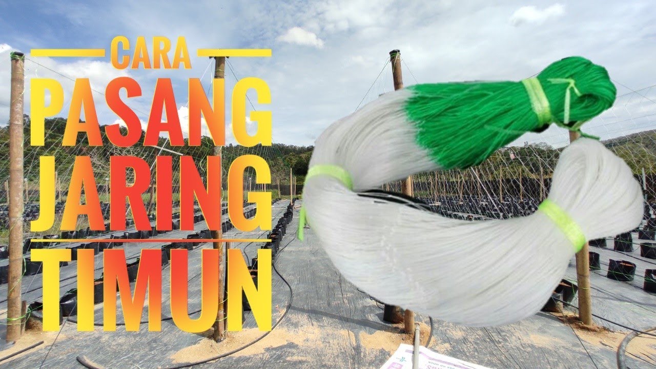 (FERTIGASI) PASANG JARING TIMUN