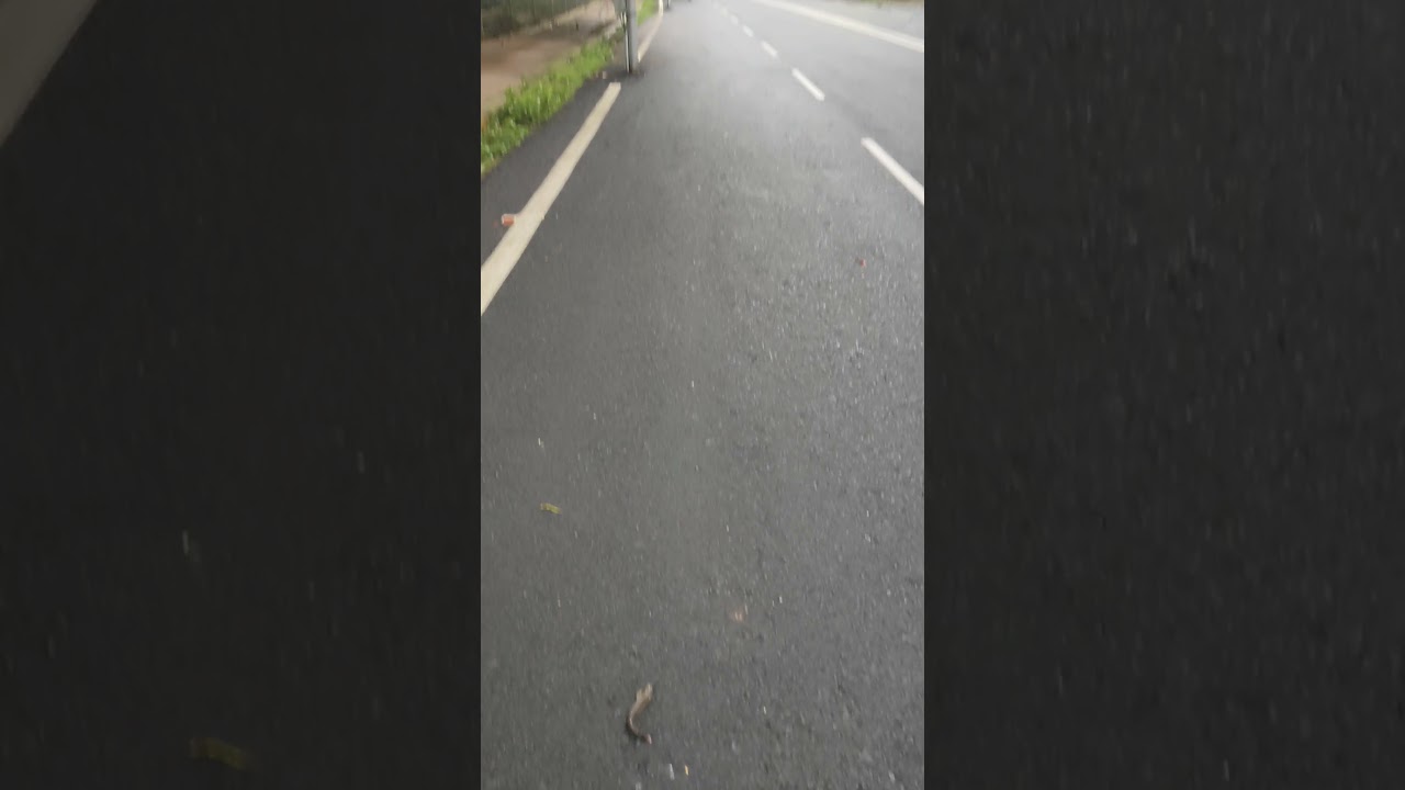 fish 🐠🐟 came on road due to heavy rainfall in bihar.