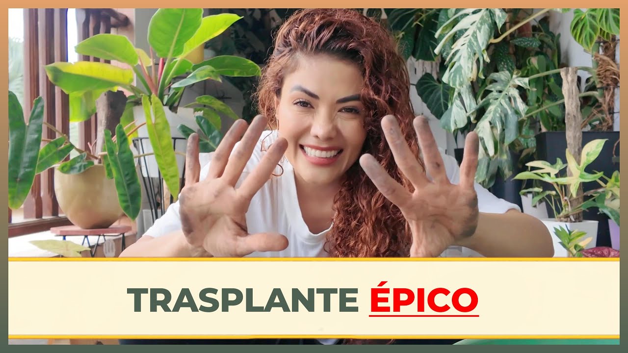 VAMOS  A trasplantar MIS JOYAS VARIEGADAS ADEMÁS, UN secreto PARA RECUPERAR TUS PLANTAS SIN RAÍCES