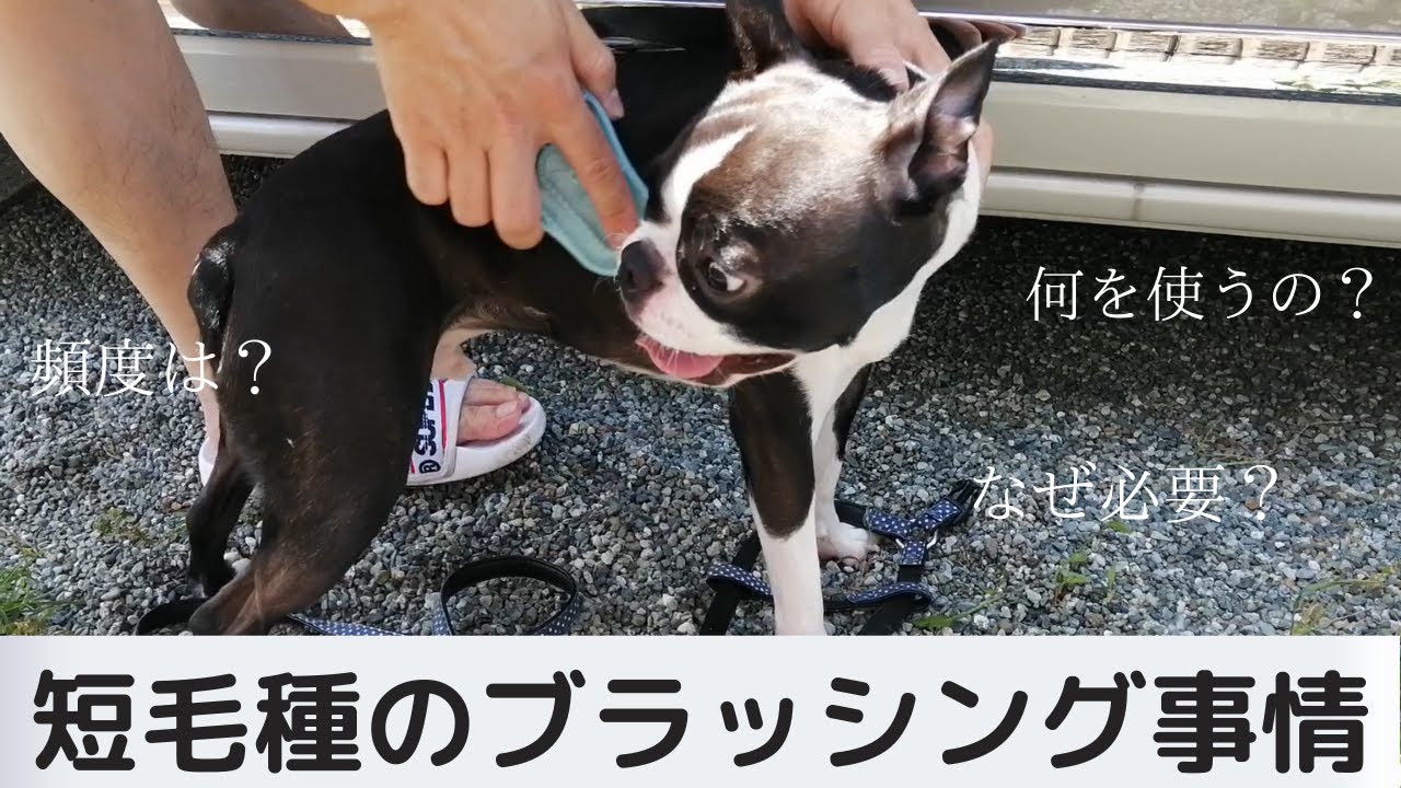 【必見】ボストンテリアの抜け毛事情　ブラッシングの方法