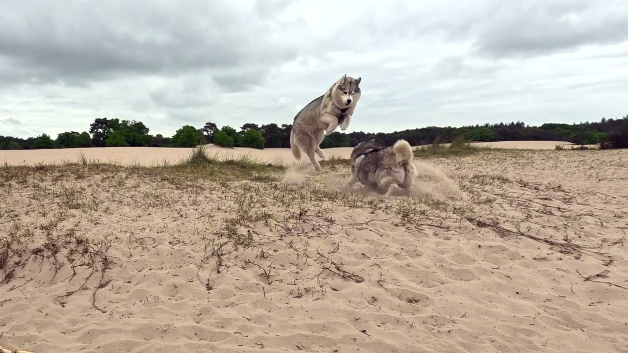 SOESTERDUINEN. 🦗🦗🦘🐾😊🙃