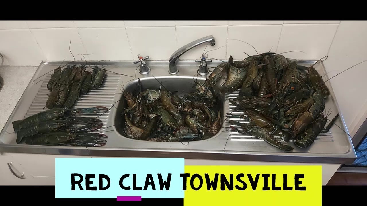 RED CLAW TOWNSVILLE CATCHING RED CLAW IN QUEENSLAND YABBIES FISHING AUSTRALIA CRAYFISH YABBY