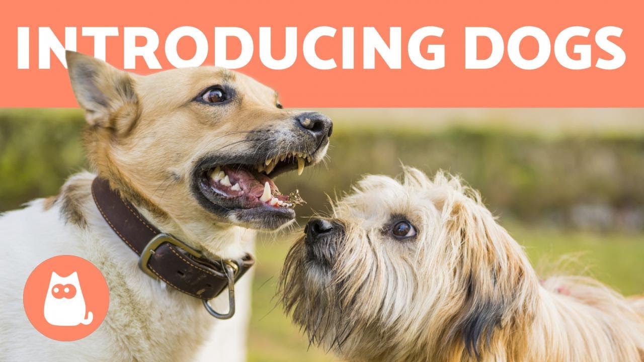 Comment pr&eacute;senter deux chiens 🐶 Se rencontrer pour la premi&egrave;re fois
