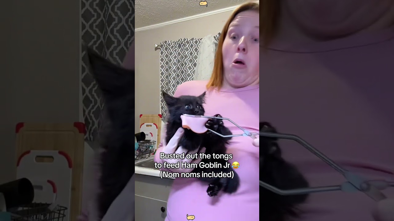 Жадный кот🤣