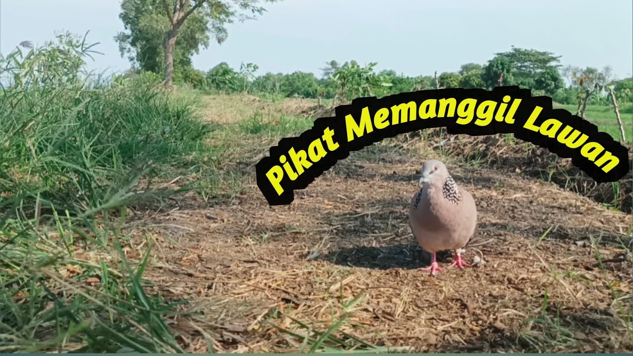 Pancingan Suara Terkukur Kuk 1