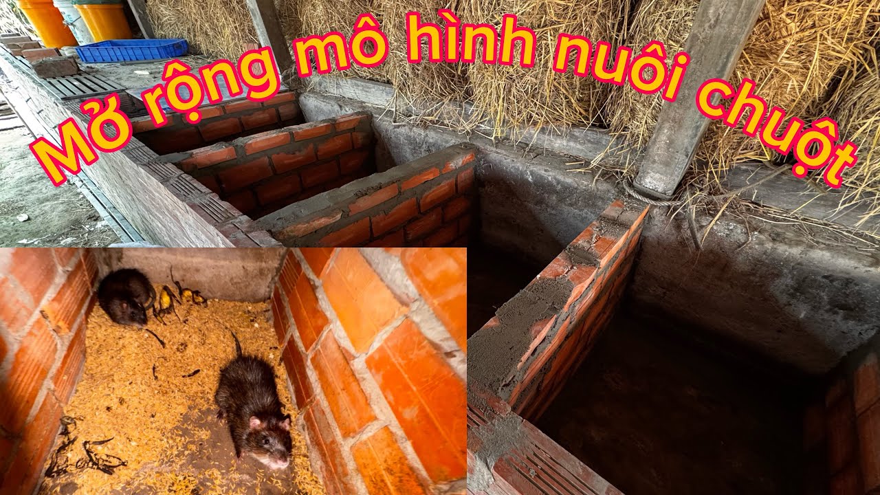 Cách làm chuồng nuôi chuột cống nhum sinh sản và mở rộng mô hình nuôi chuột cống nhum