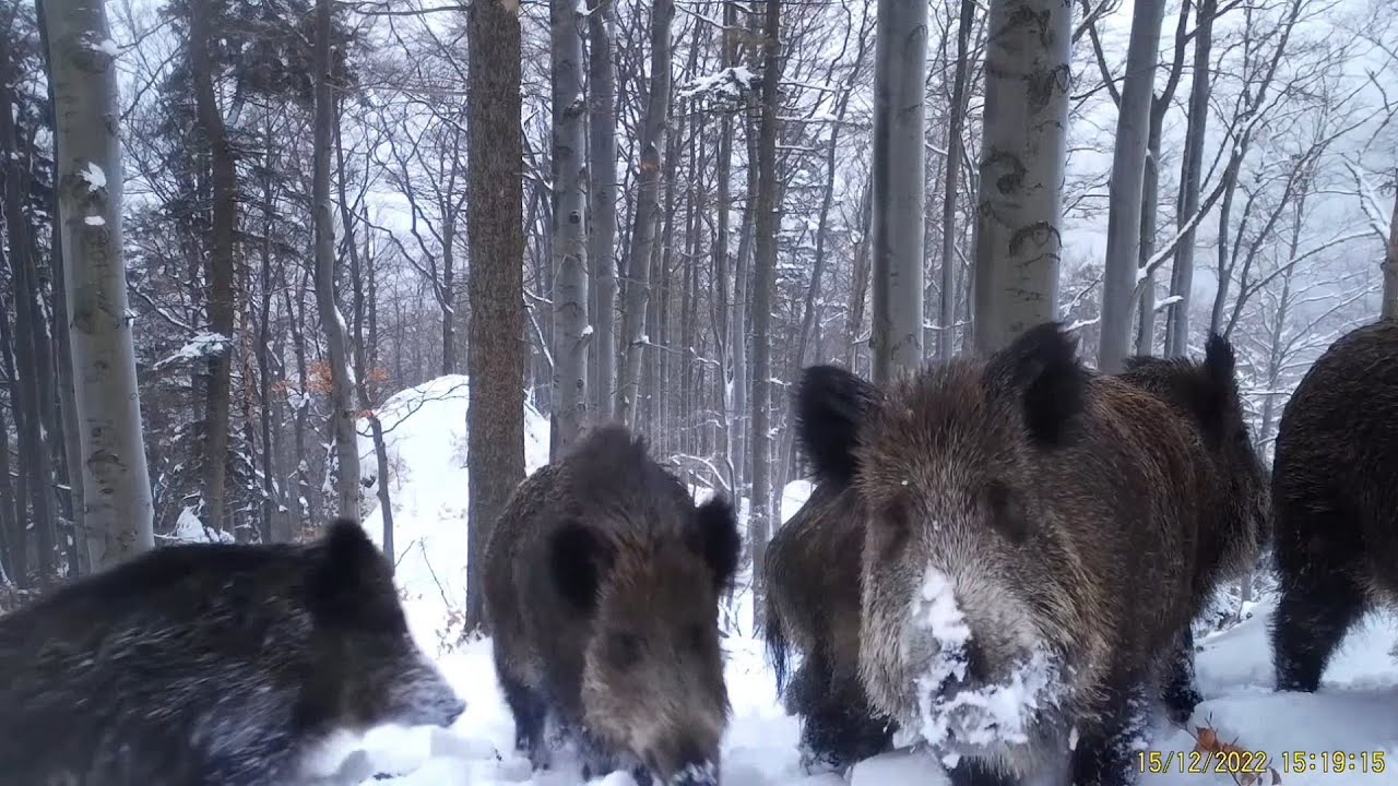 diviaky sa brodia snehmi/sus scrofa/wild boars