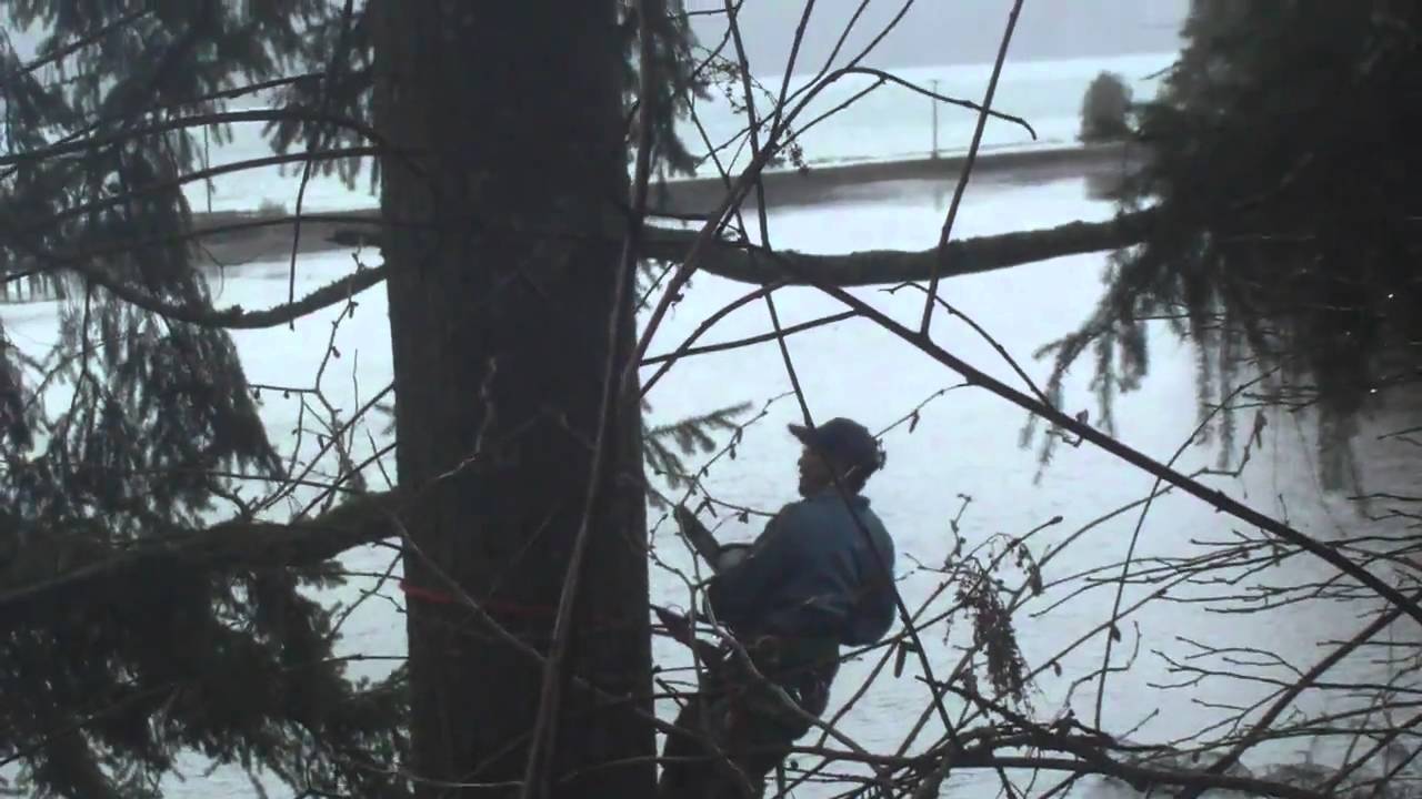 Washington Tree service & Lanscaper Call @ 253 590 8194