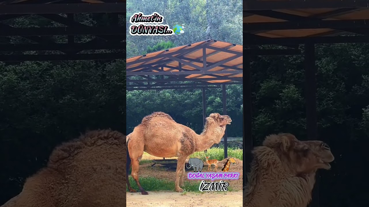 Ahmet’in DÜNYASI — İZMİR DOĞAL YAŞAM PARKIN DA…🦒🐘🐅