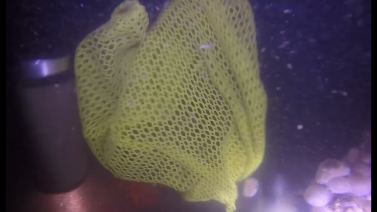 SS Torch Dive 2016