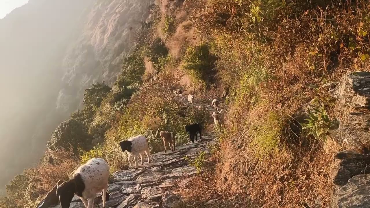😯बाटोमा आउँदा भेटेको आज सम्मकै ठूलो भेडाको बथान है साथीहरु 