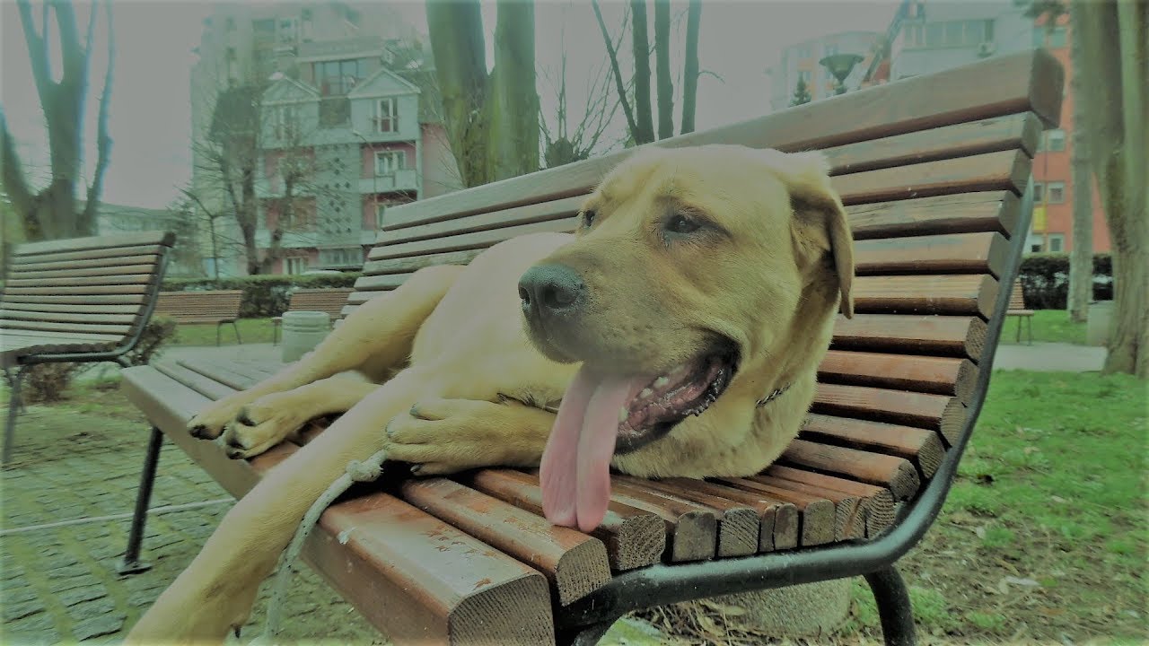 Srpski odbrambeni pas (SOP)-(2018)