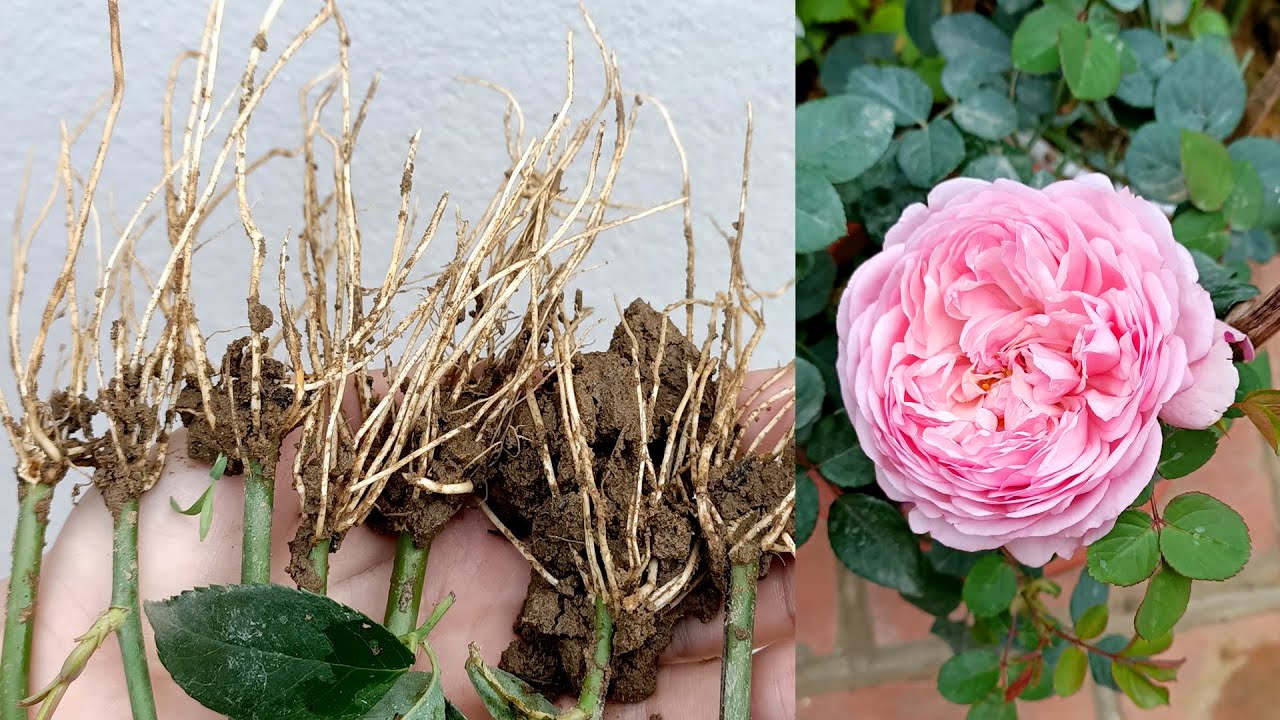 Propagating Roses in Plastic Bottles | How to Propagate Roses from Branch