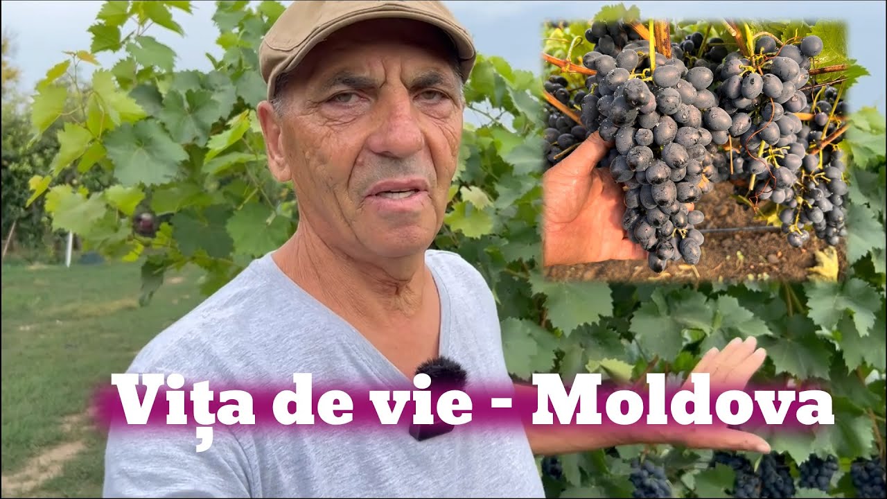 Soiul de viță de vie Moldova - vie pentru boltă