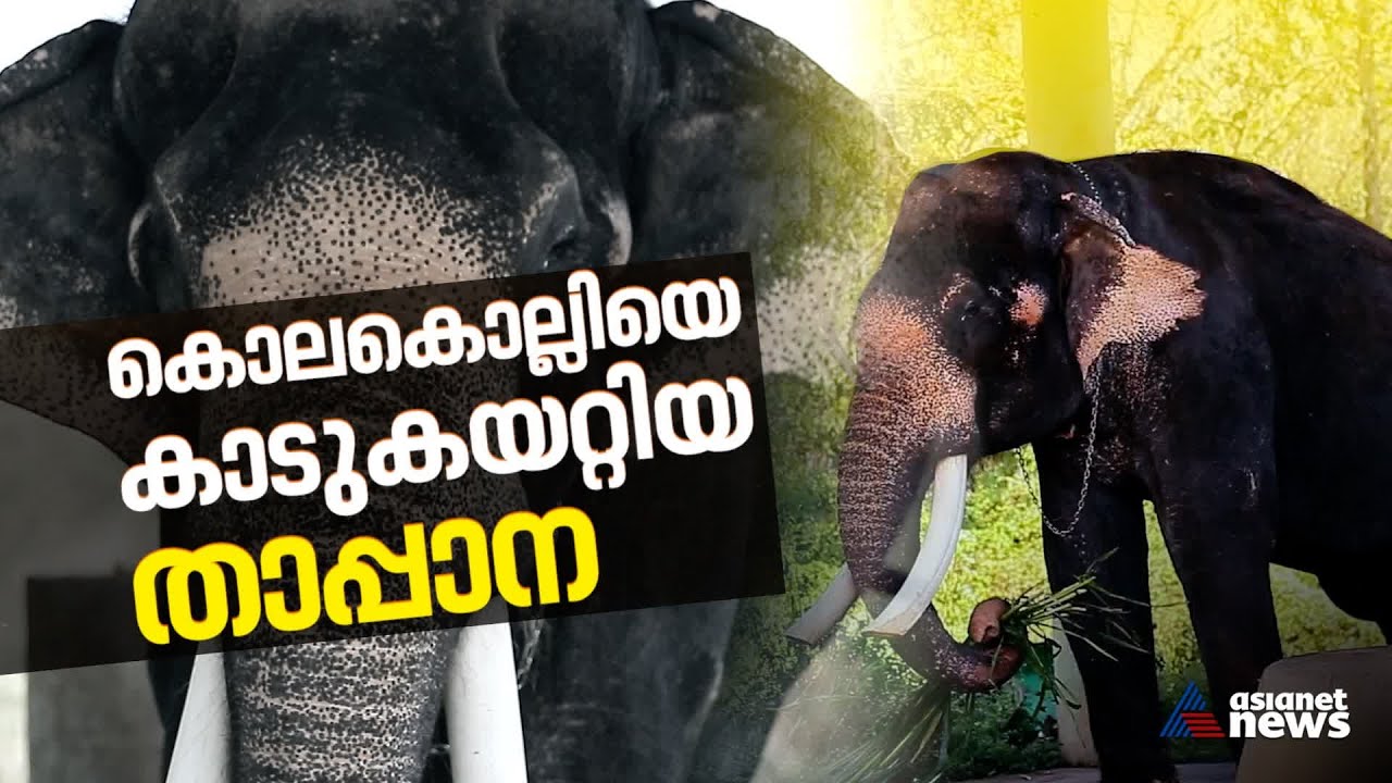 അന്ന് നാടിനെ വിറപ്പിച്ച കൊലകൊല്ലിയെ ഓടിച്ച താപ്പാന;സോമൻ ഇപ്പോൾ ചില്ലിം​ഗ്! Kottur Soman| Kolakolli