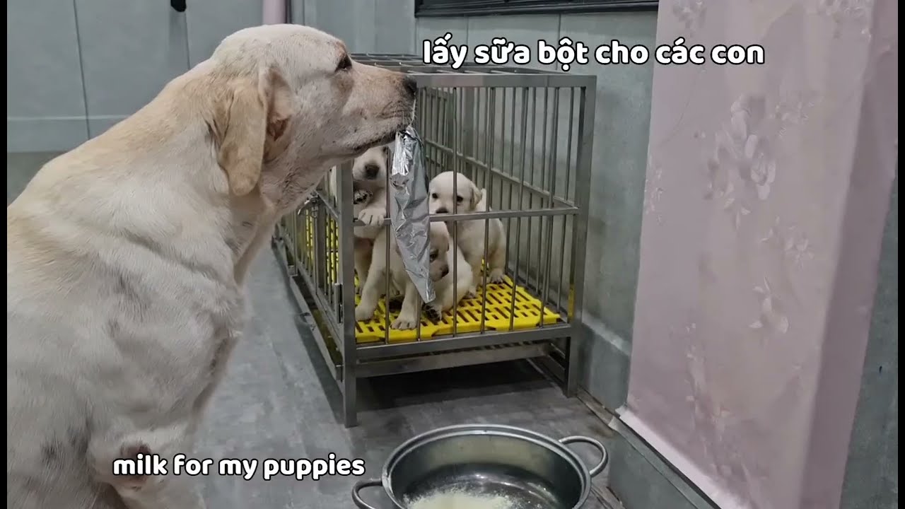 Cái kết cho kẻ ăn vụng sữa...Xem đi xem lại mà không nhịn nổi cười