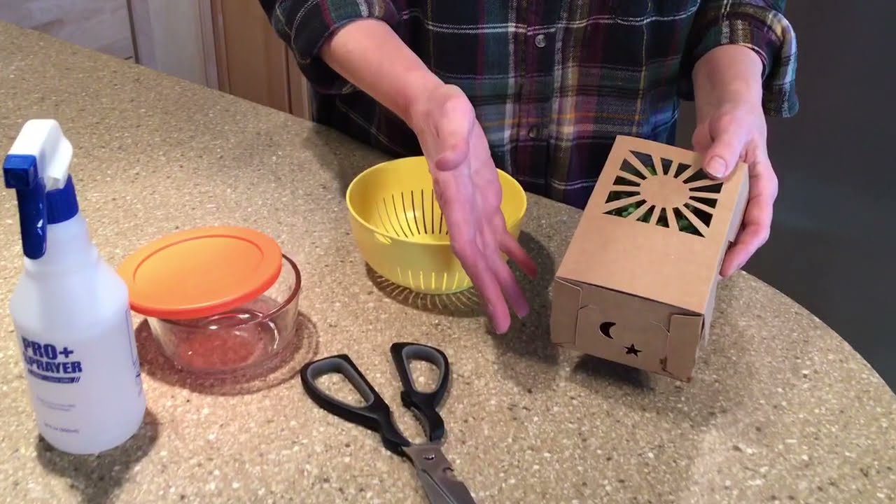 3 Steps to Harvesting Live Microgreens from the Sustainable Produce Container