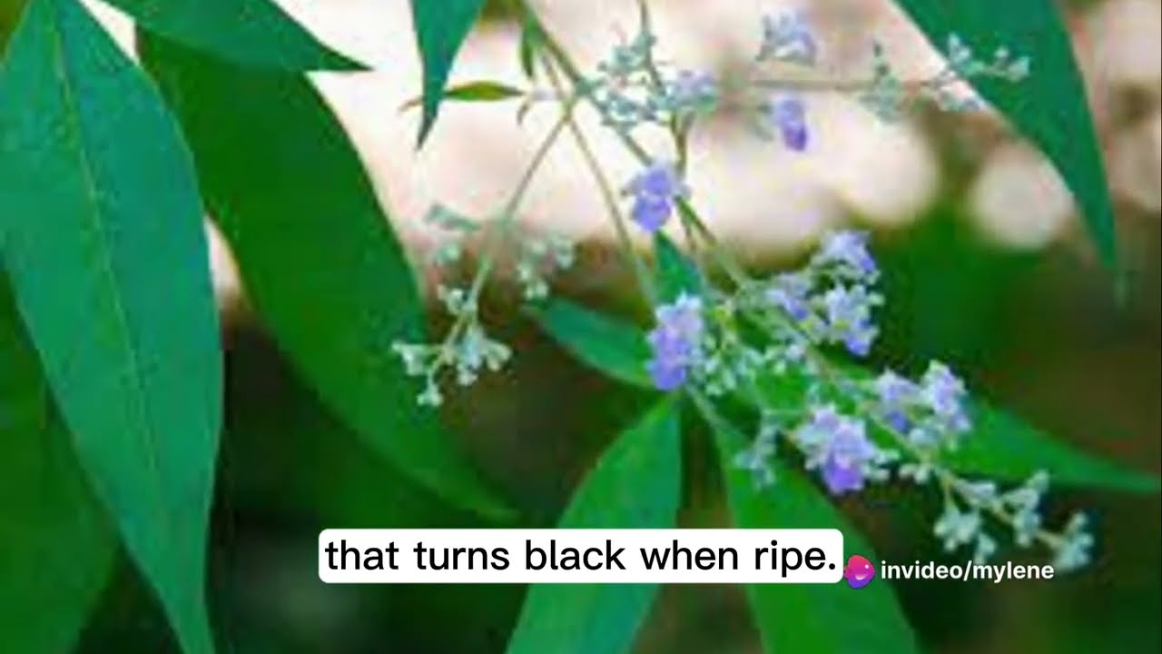 The Healing Powers of Lagundi (Vitex negundo) #health #wellness #mindfulness #naturalremedy