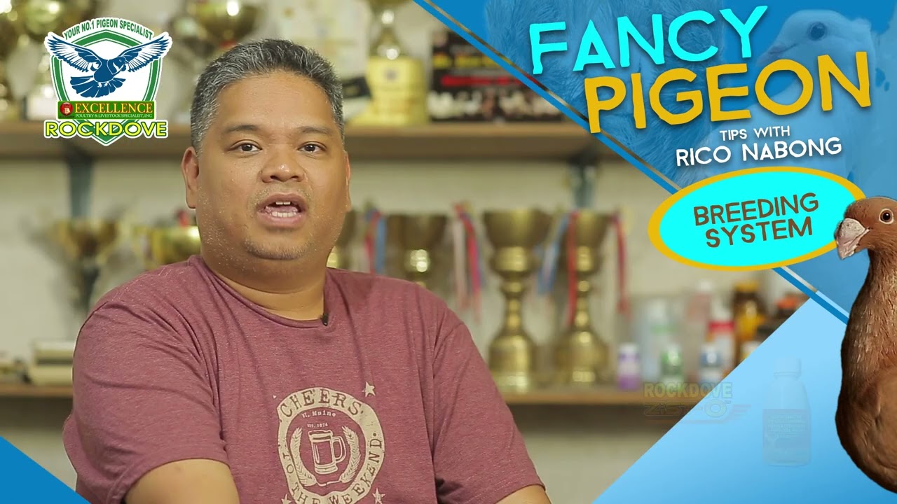 FANCY PIGEON EPISODE 2 BREEDING