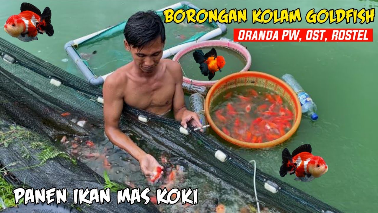 TEMPAT PEMBESARAN GOLDFISH - RANCU, ORANDA PW, DIBORONGKAN