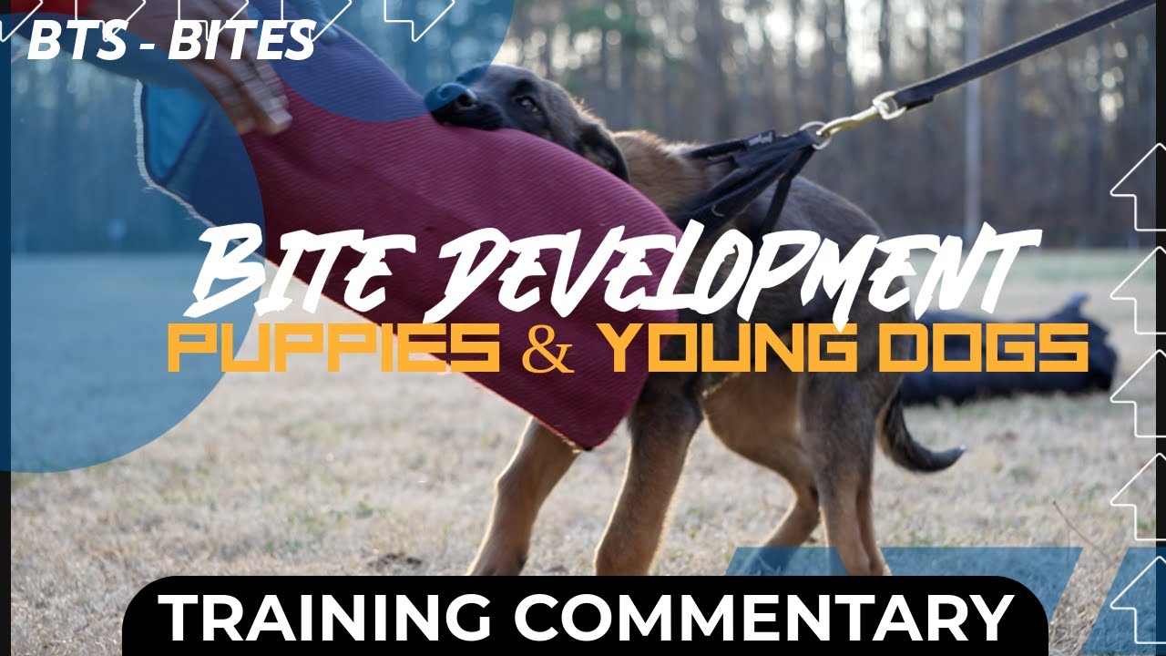 BTS Bites - Young Dog Bite Development by Miles Narnor