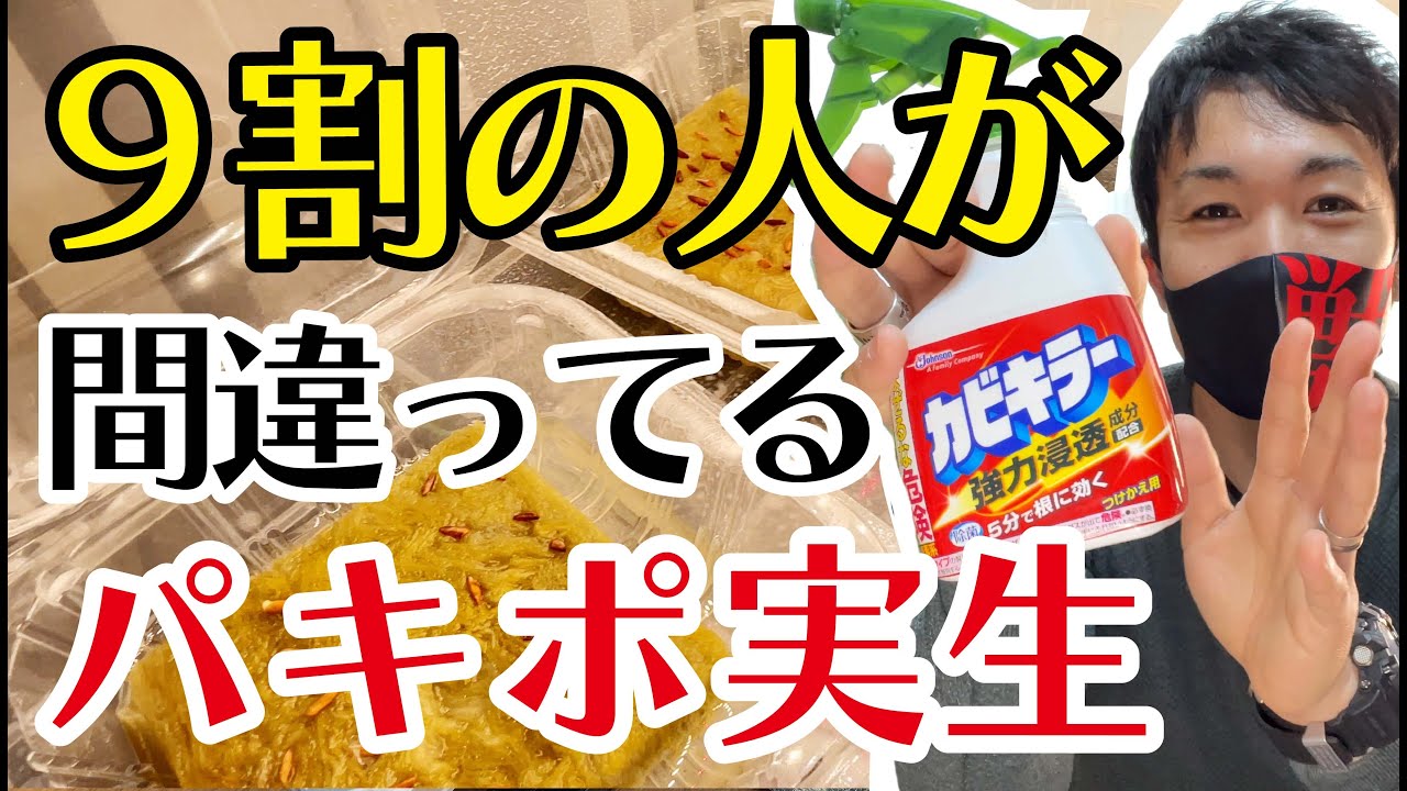 【パキポディウム】世界一わかりやすいグラキリス実生【園芸育て方】【多肉植物】