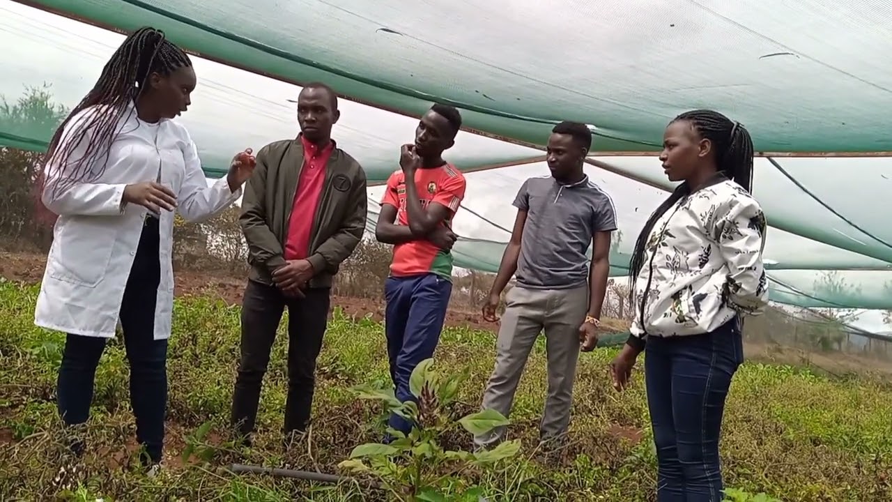 Organic method of control pest and diseases in tomatoes 🍅🍅🍅