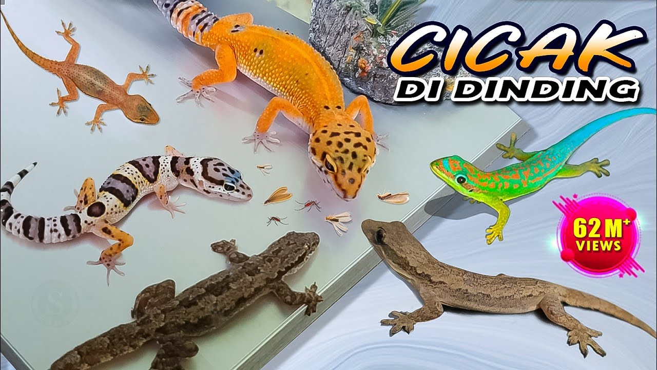 CICAK CICAK DI DINDING - Lagu CICAK | Cicak Warna-Warni VIRAL!
