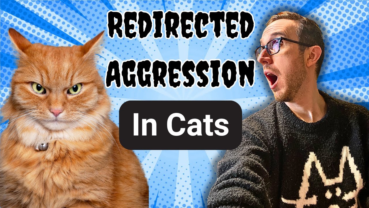 Redirected Aggression In Cats: What It Is And What To Do