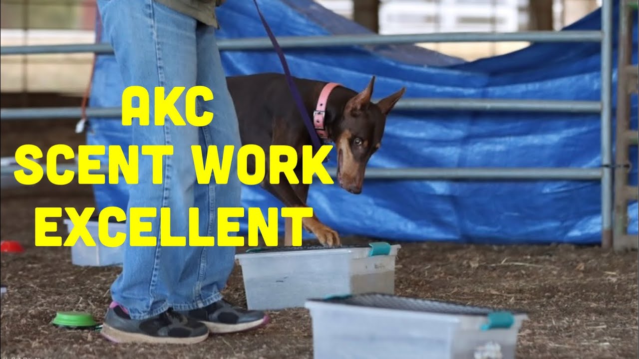 AKC Scent Work Excellent Explained and Demonstrated