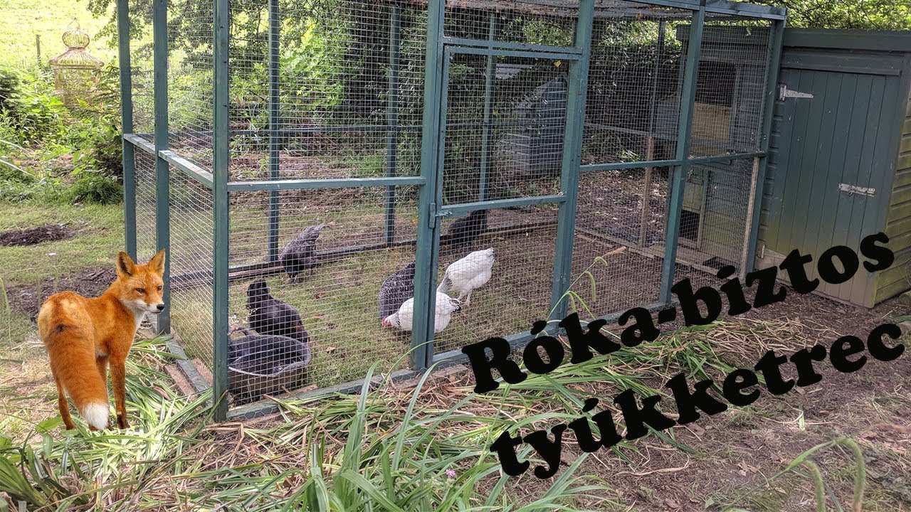 Rókák elleni védekezés.