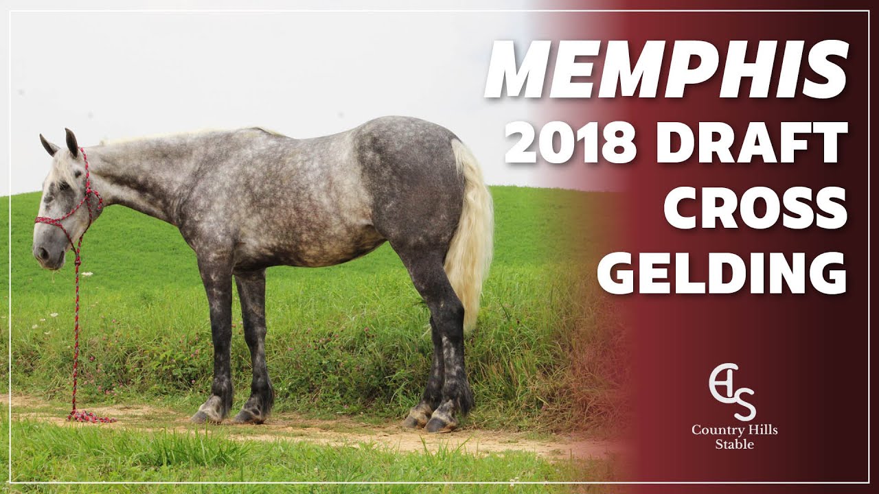 SOLD  Memphis, 2019 Percheron Quarter Horse Gelding | Trail & Carriage Horse