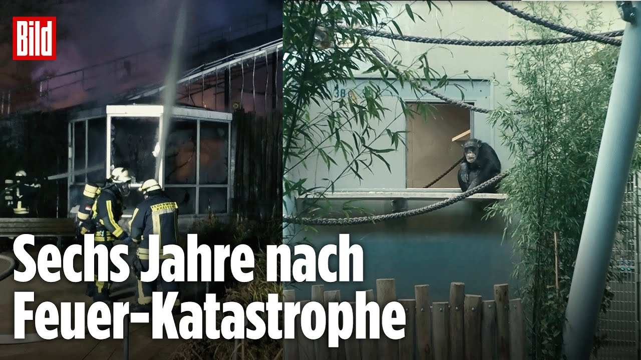 Krefelder Affen haben endlich ein neues Zuhause