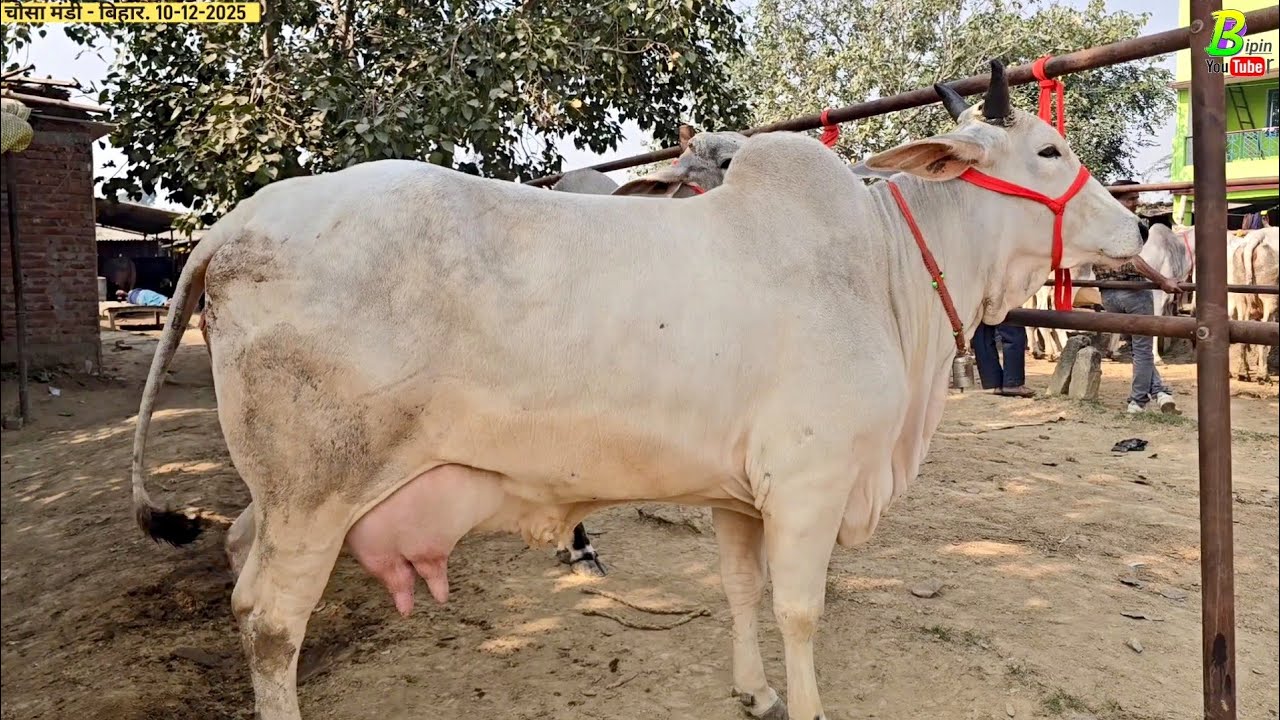 #भारत मे सबसे अच्छी देसी #गाय की एक मात्र पशु मंडी चौसा से नया विडियो | Desi Cow for Sale | Desi Cow