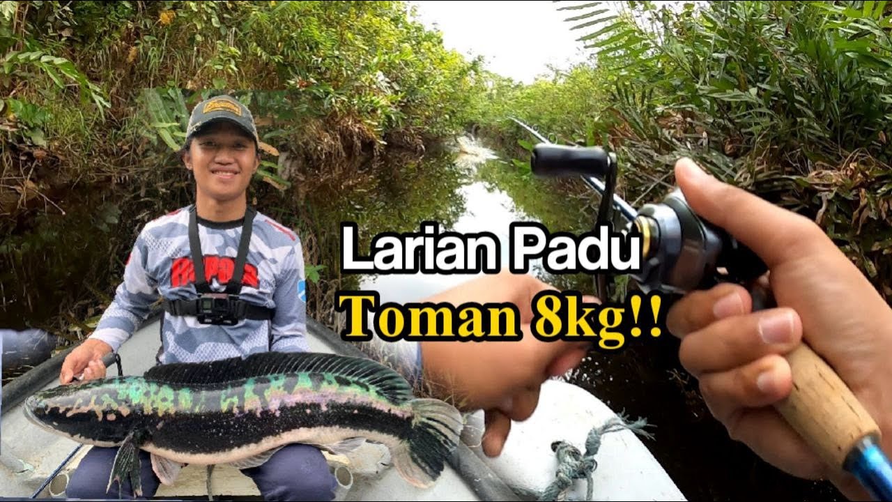 Sambaran Padu Toman 8kg!! Di Sungai Sempit | Casting Toman Di Membakut Sabah