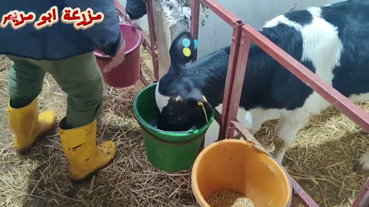 تربية العجول الصغار تطبيق عملي لإرضاع العجول