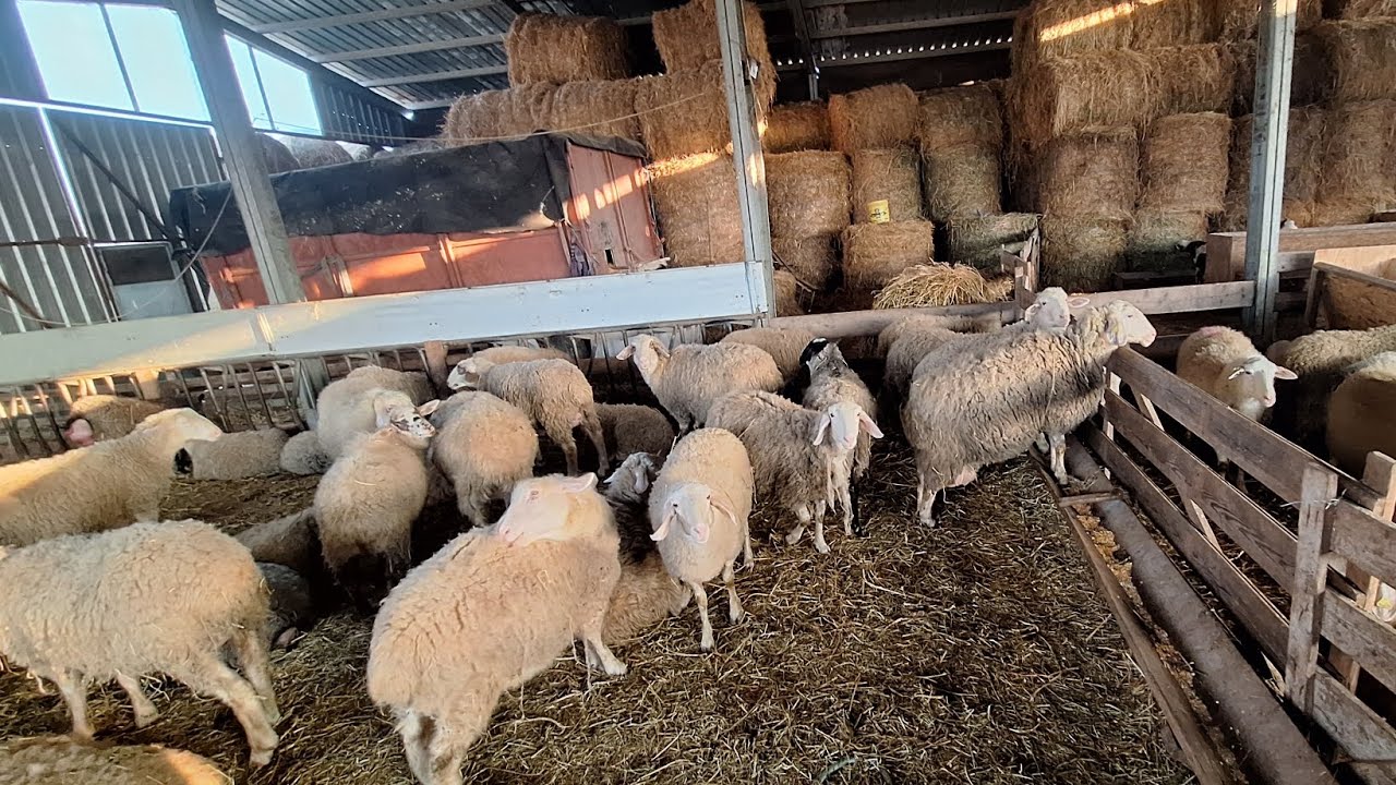 facem treaba prin ferma. partea 2.