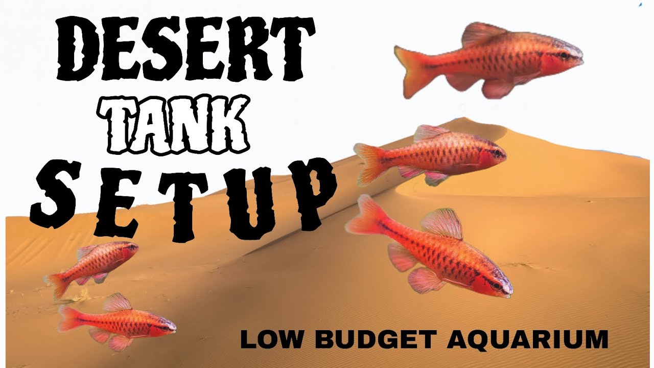 Desert Aquarium Setup | Step by Step | Aquascaping #Aquarium 