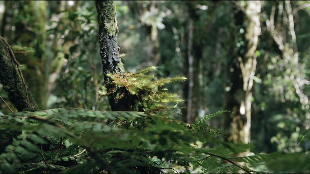 5 Hours of Soothing Sounds of Forest Sounds | Ambient Nature ASMR